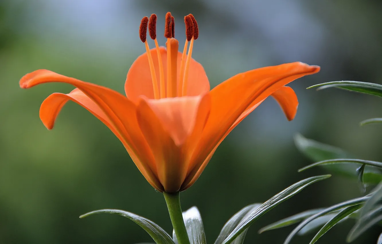 Photo wallpaper macro, Lily, macro, lily