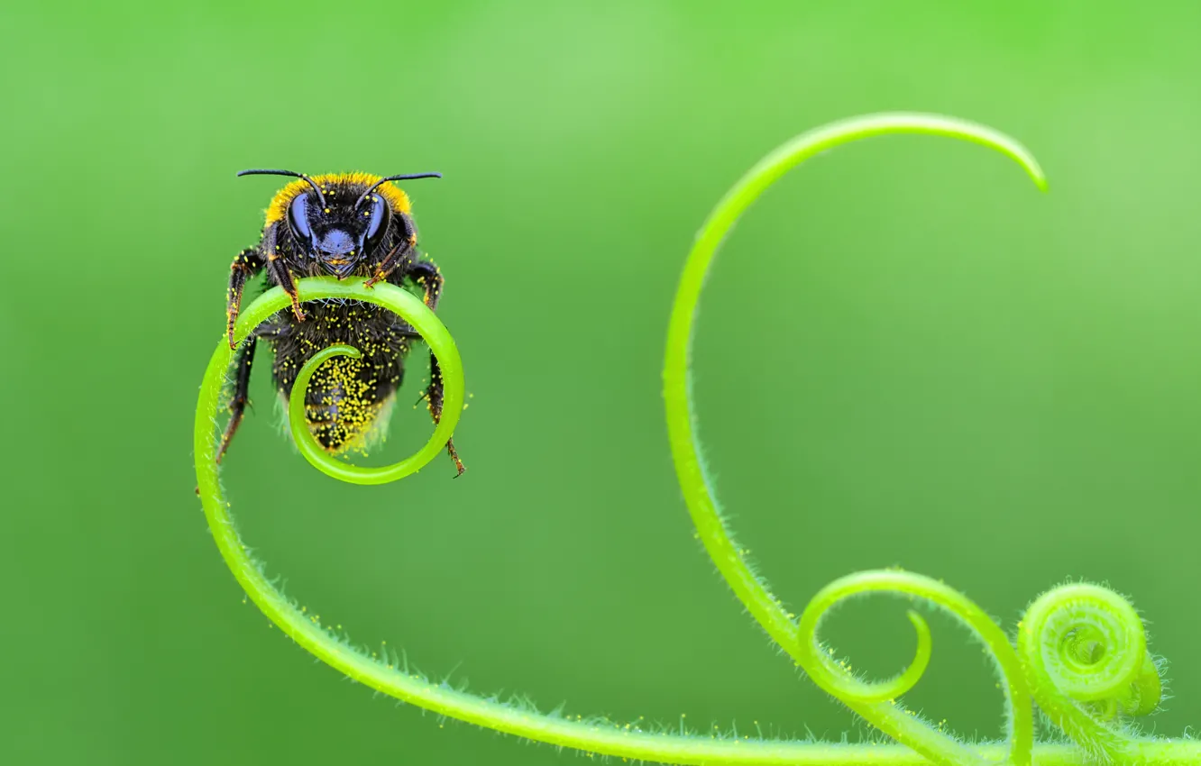 Photo wallpaper macro, bee, stem, insect, green background