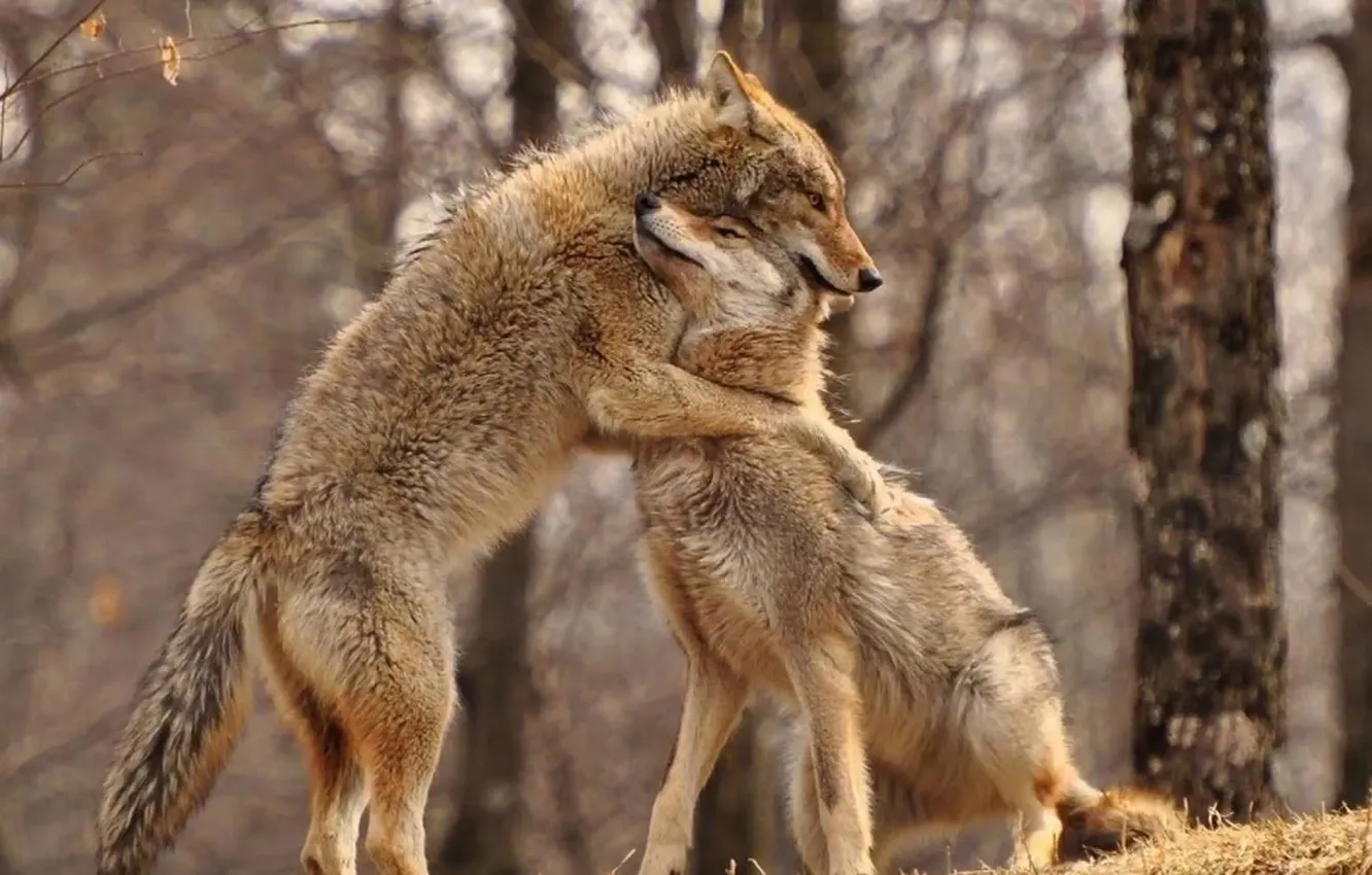 Photo wallpaper nature, predator, animal, wolf, wildlife, portrait, portrait., Canis lupus. face
