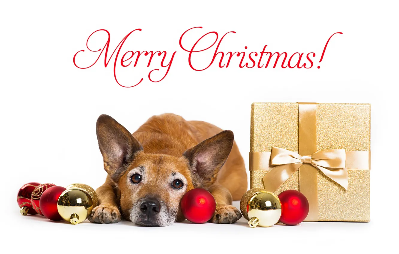 Photo wallpaper look, face, balls, gift, new year, dog, Christmas
