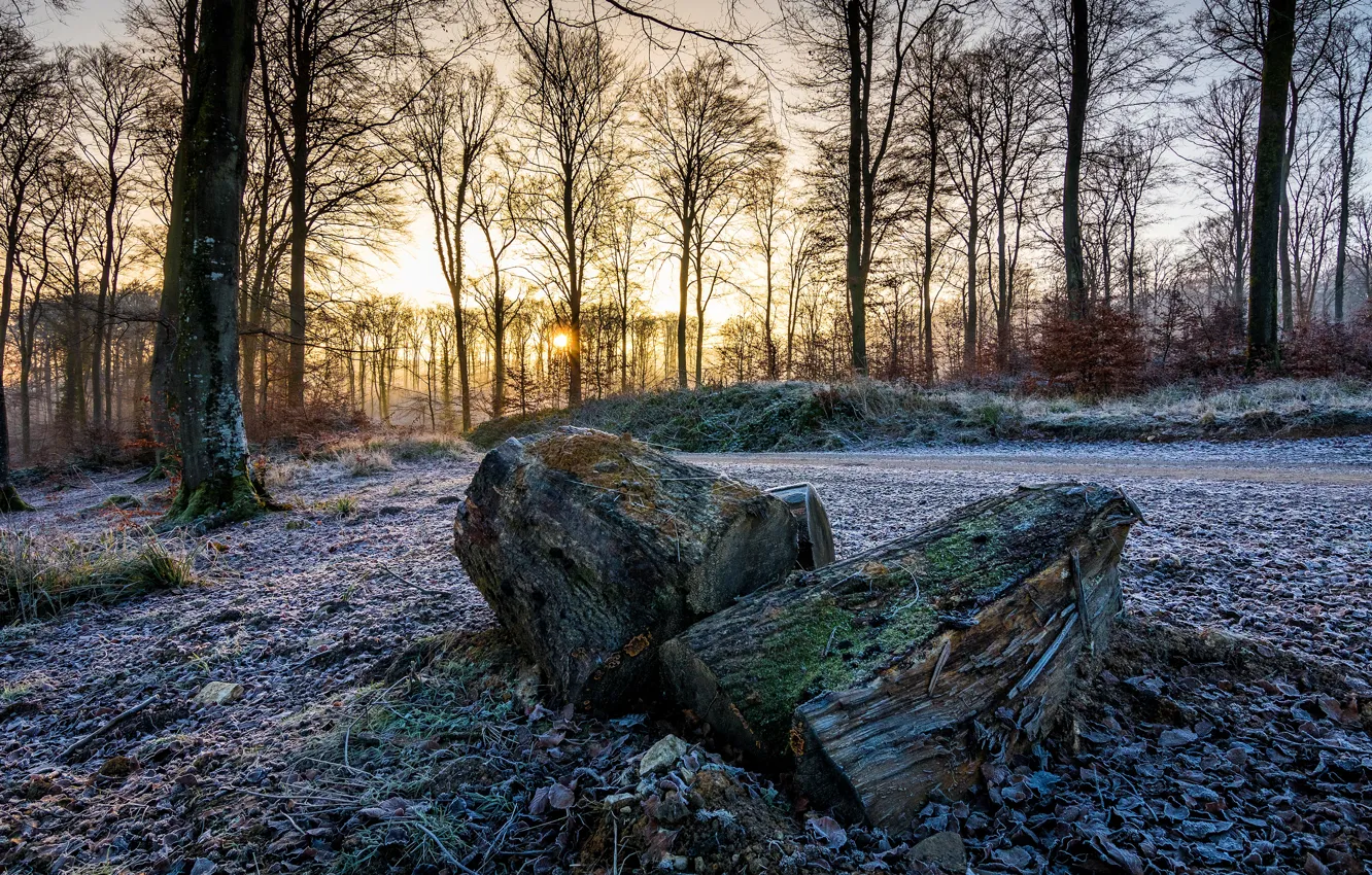 Photo wallpaper winter, frost, autumn, forest, trees, branches, stones, stump