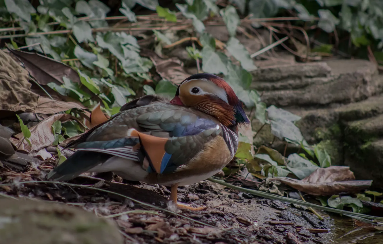 Photo wallpaper nature, bird, duck
