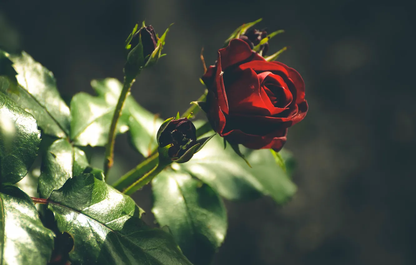 Photo wallpaper greens, summer, roses, garden, Burgundy