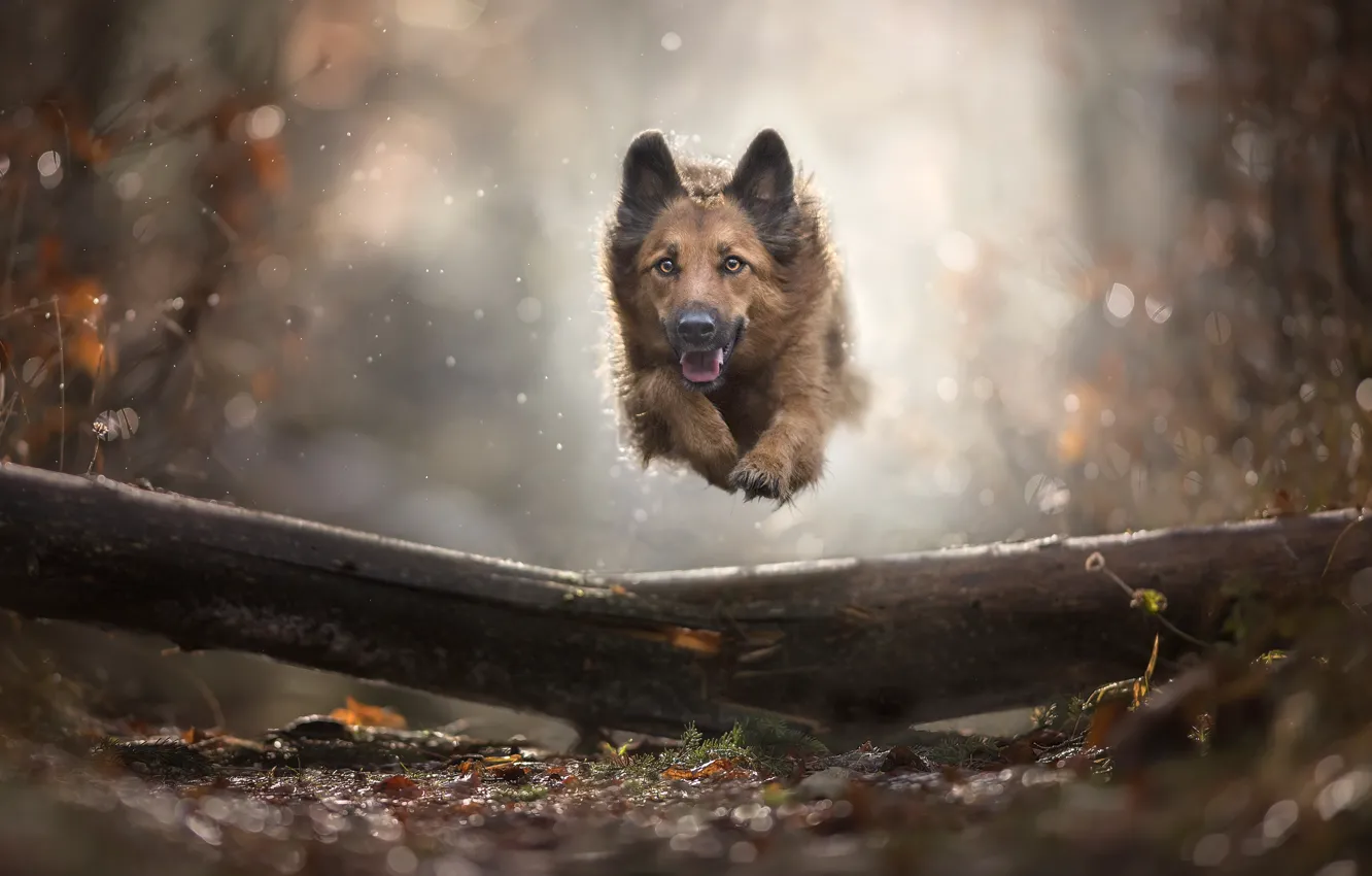 Photo wallpaper autumn, jump, dog, bokeh