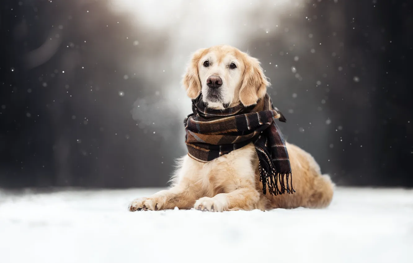 Photo wallpaper winter, snow, dog, scarf