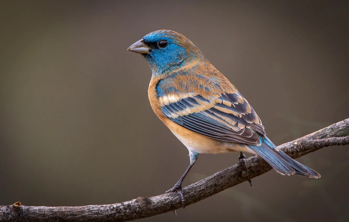 Photo wallpaper branches, bird, azure sancopy cardinal