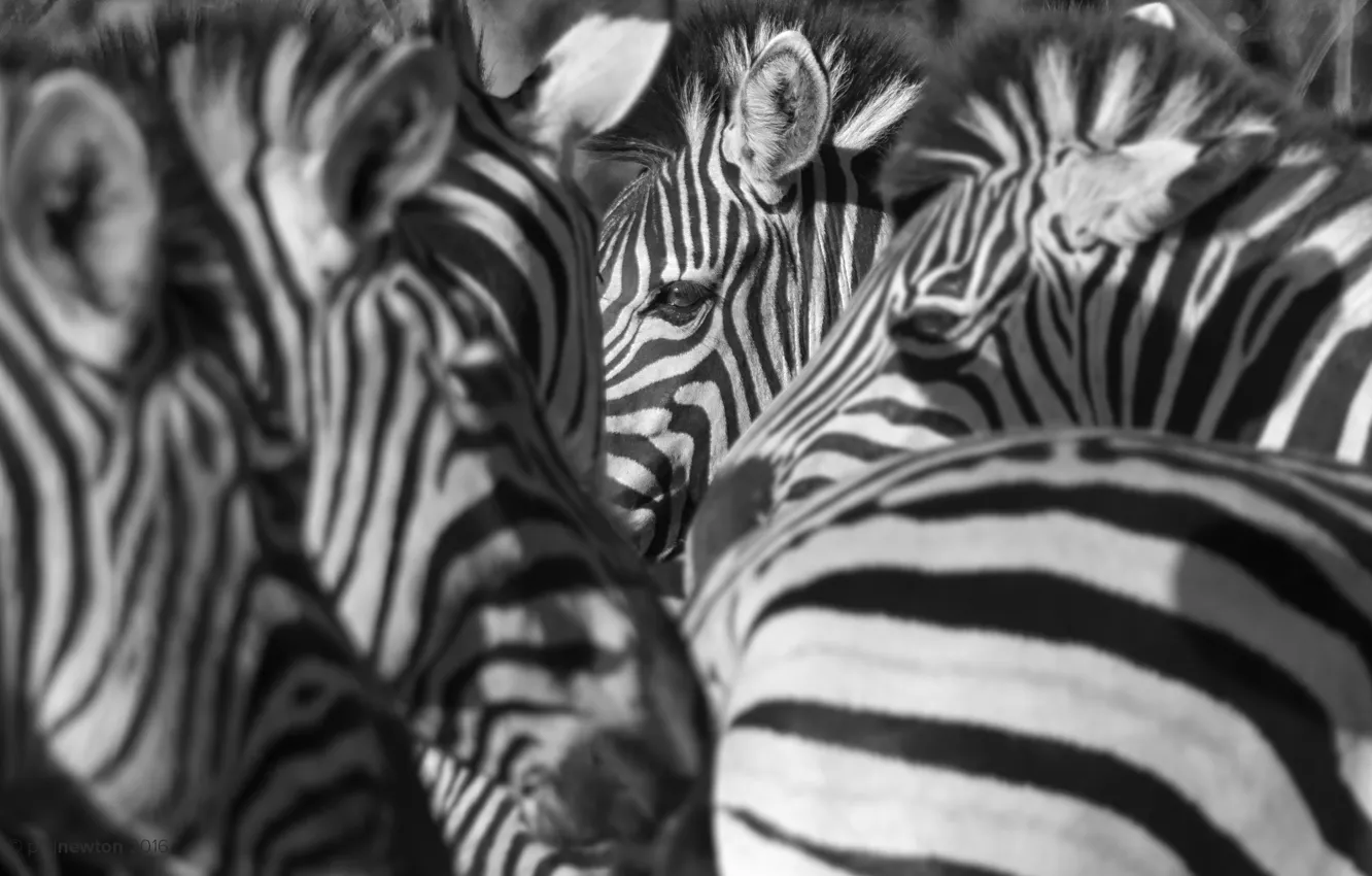 Photo wallpaper nature, background, Zebra