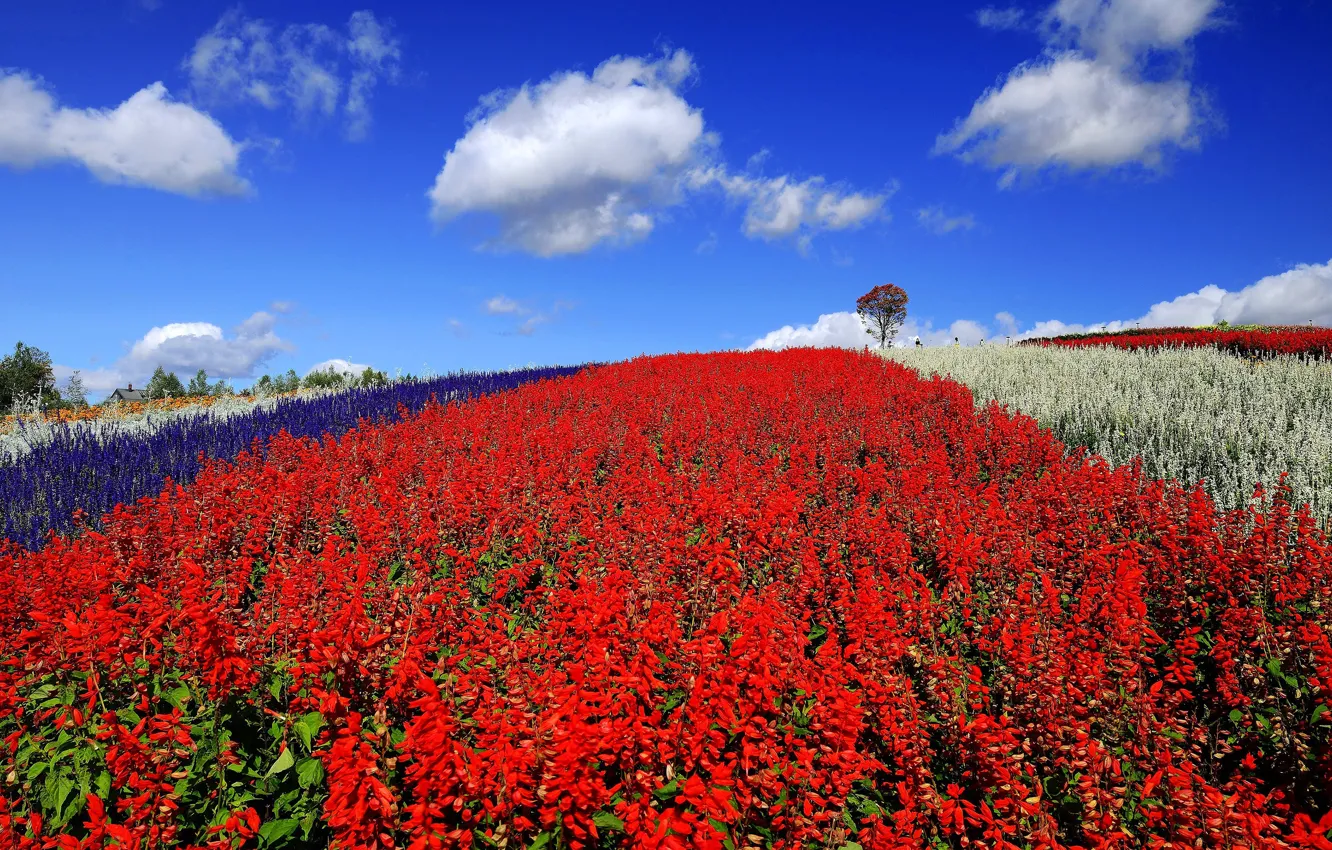 Photo wallpaper field, summer, the sky, clouds, flowers, blue, hill, meadow