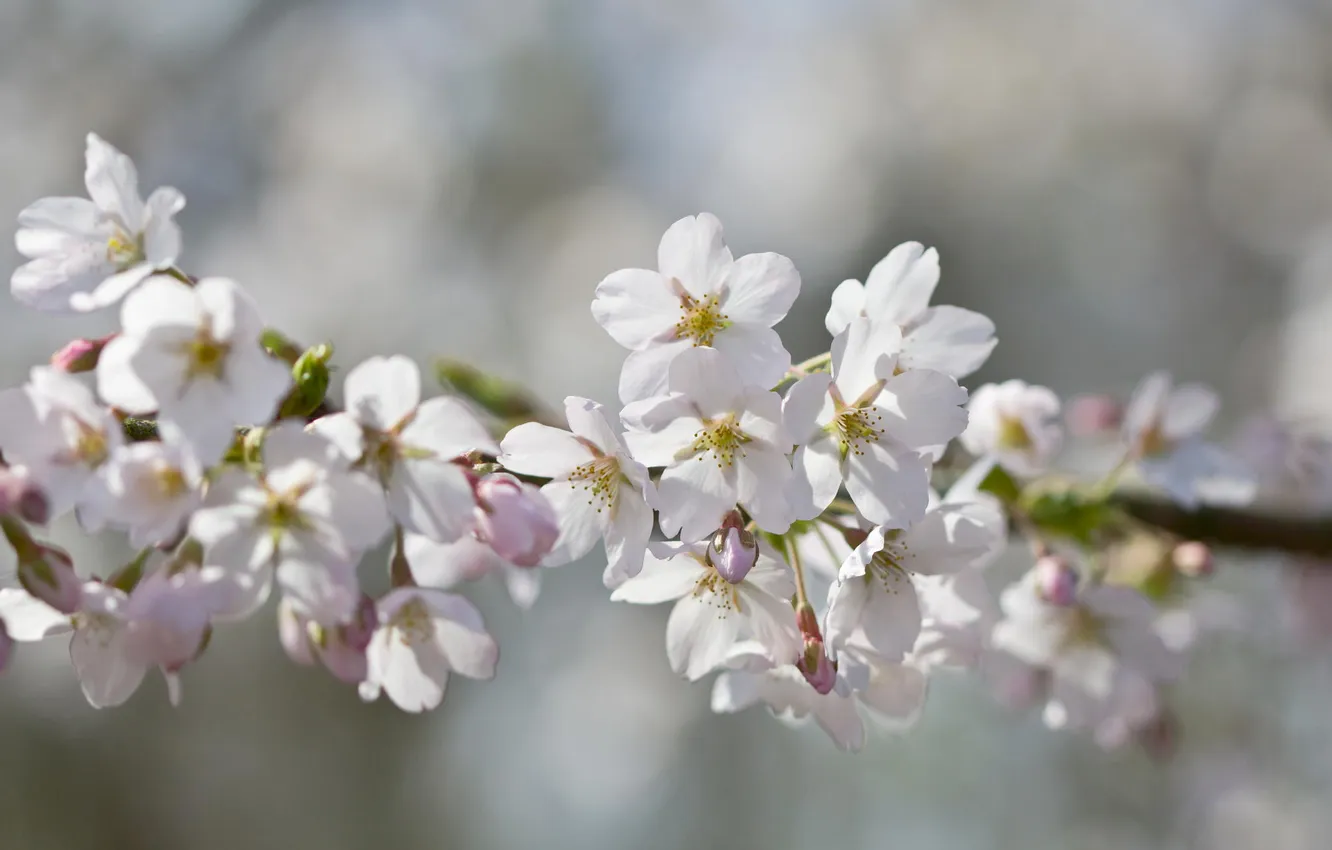 Photo wallpaper flowers, branches, spring, fruit tree