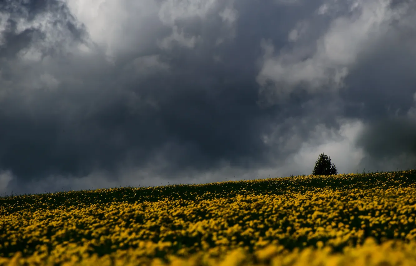 Photo wallpaper storm, trees, field, flowers, gray clouds, rainy