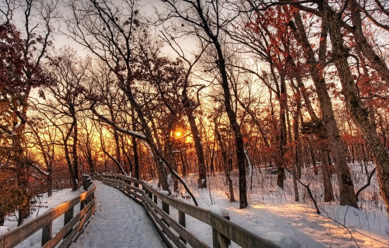 Photo wallpaper the sun, trees, nature, photo, the bridge