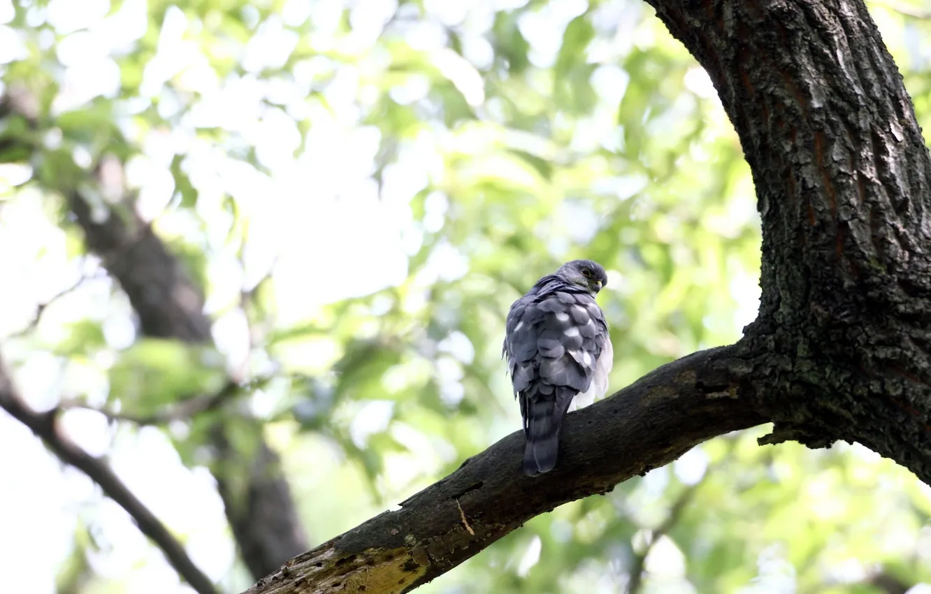 Photo wallpaper trees, nature, bird