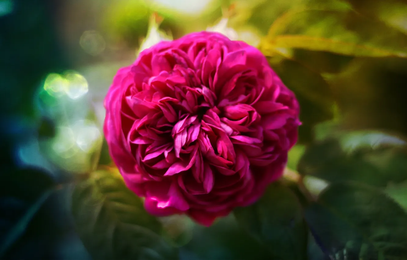 Photo wallpaper rose, rose, lush