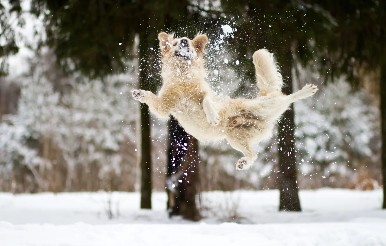 Photo wallpaper winter, snow, joy, mood, dog