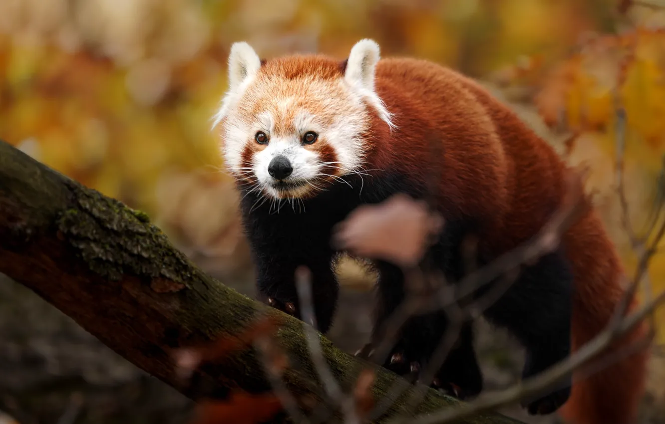 Photo wallpaper autumn, leaves, trees, branches, red Panda, log, face, bokeh