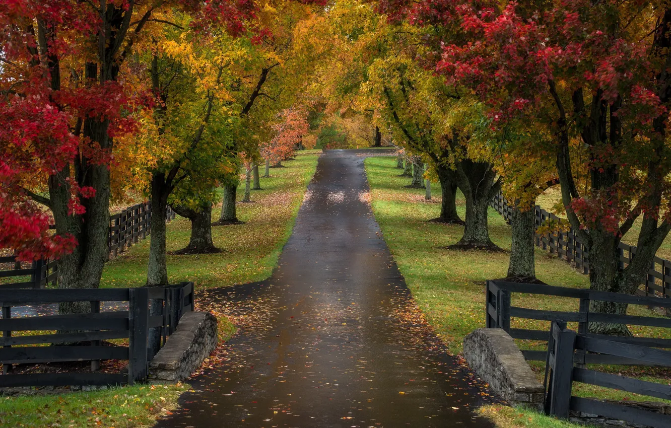 Photo wallpaper road, autumn, trees, Kentucky, Road to the Roses