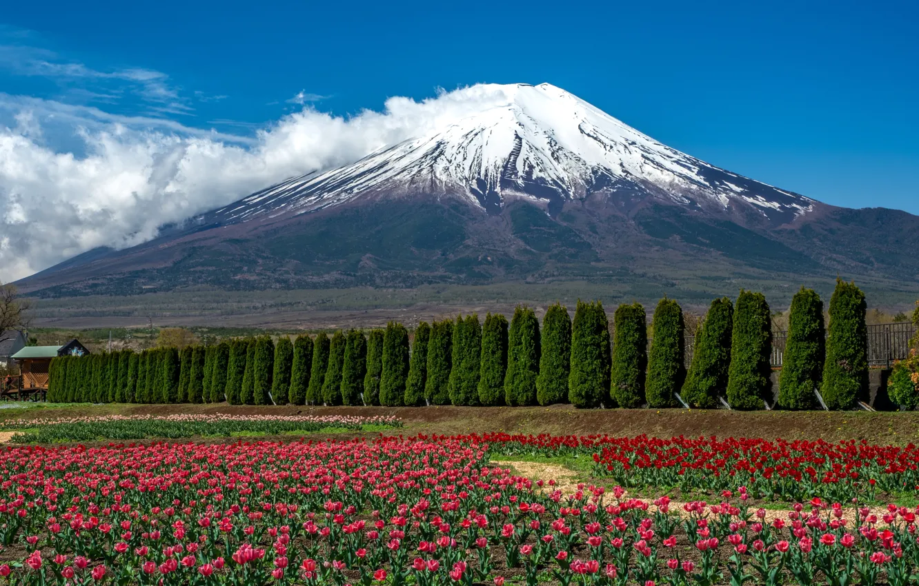 Photo wallpaper snow, flowers, mountains, blue, Asia, tops, tulips, plantation
