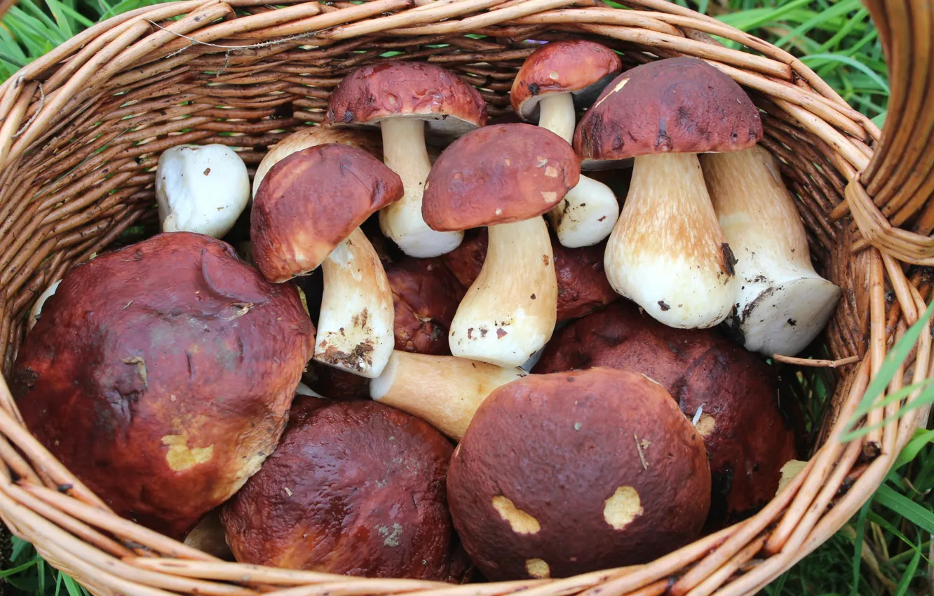 Photo wallpaper basket, mushrooms, Borovik