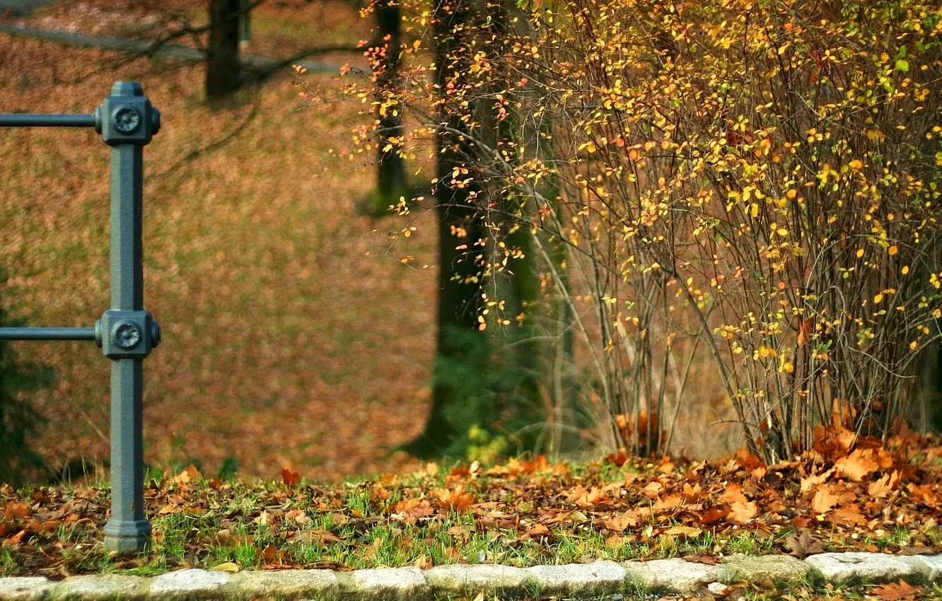 Photo wallpaper autumn, leaves, Bush, Stones