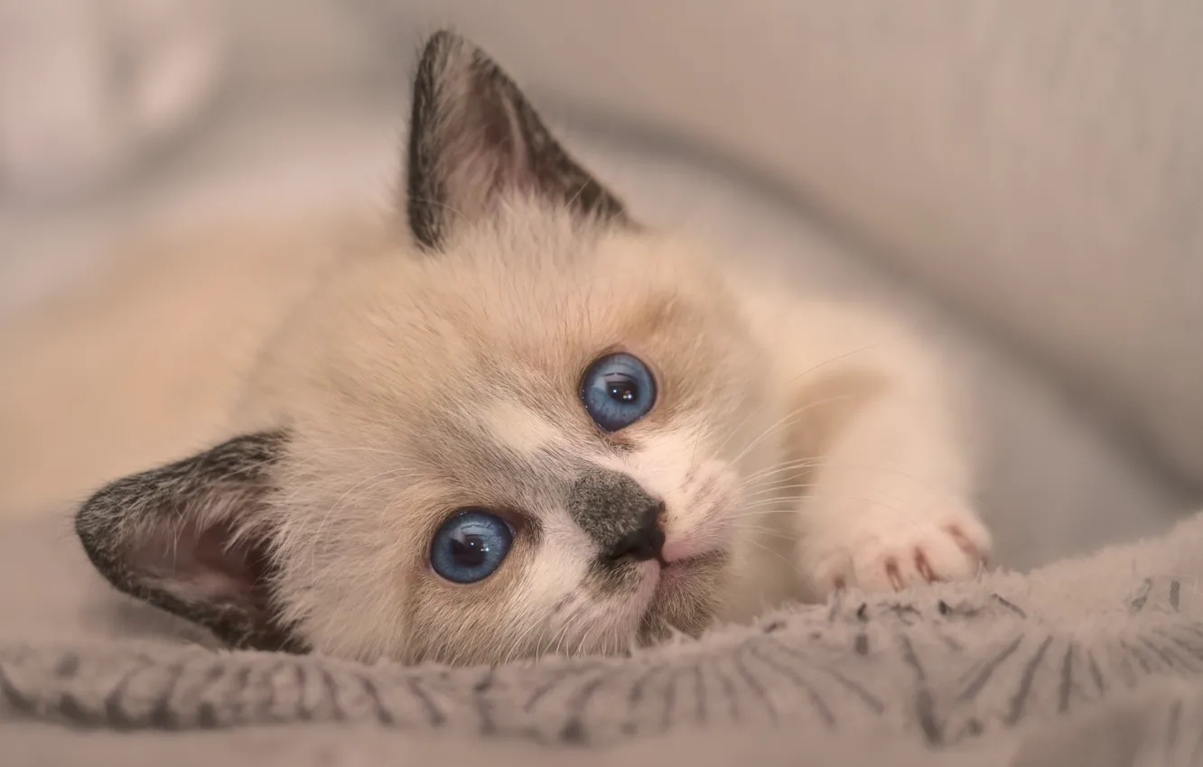 Photo wallpaper look, baby, muzzle, kitty, blue eyes