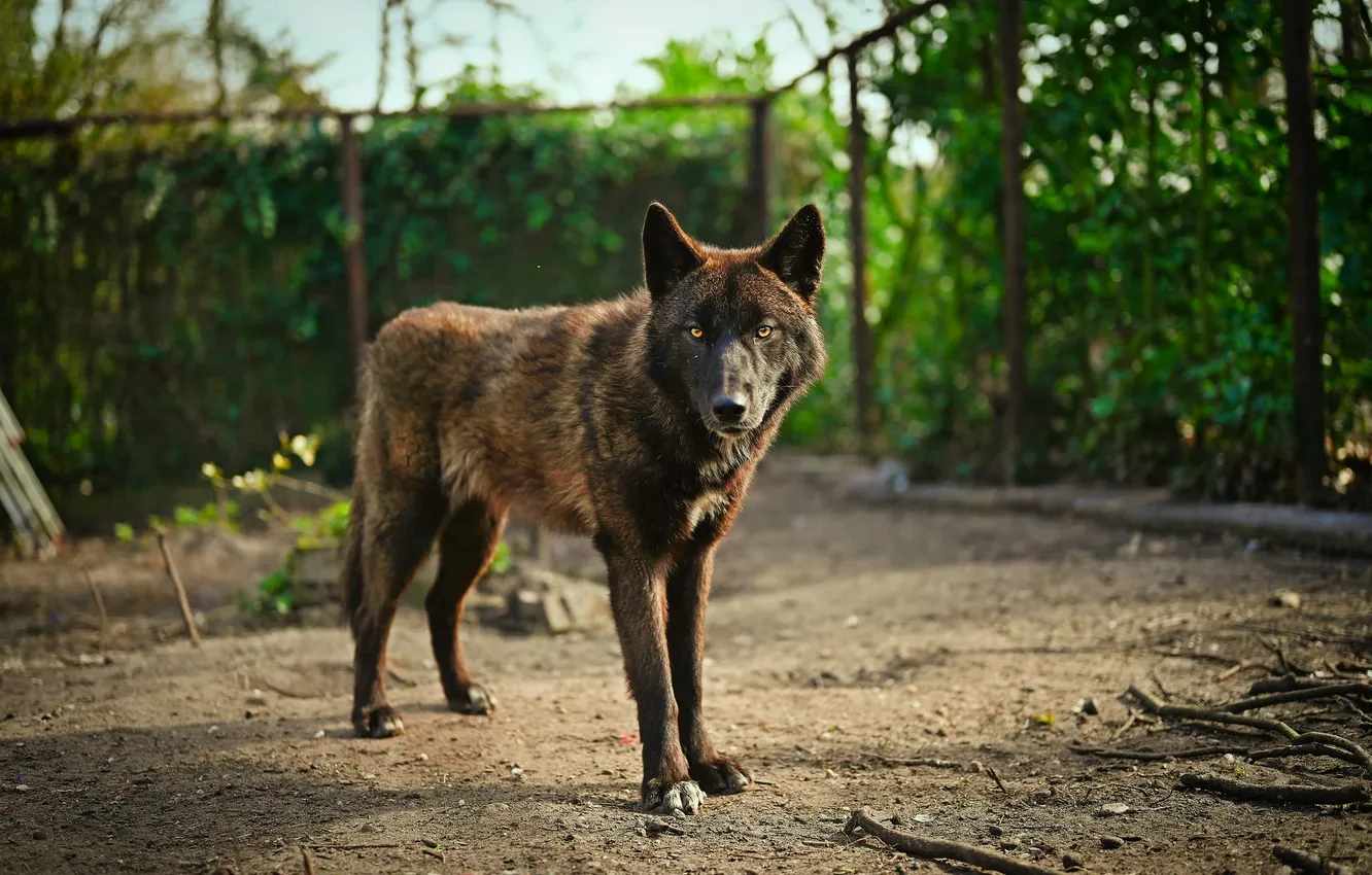 Photo wallpaper Predator, nature, snow, face, animal, wolf, canis lupus, wildlife