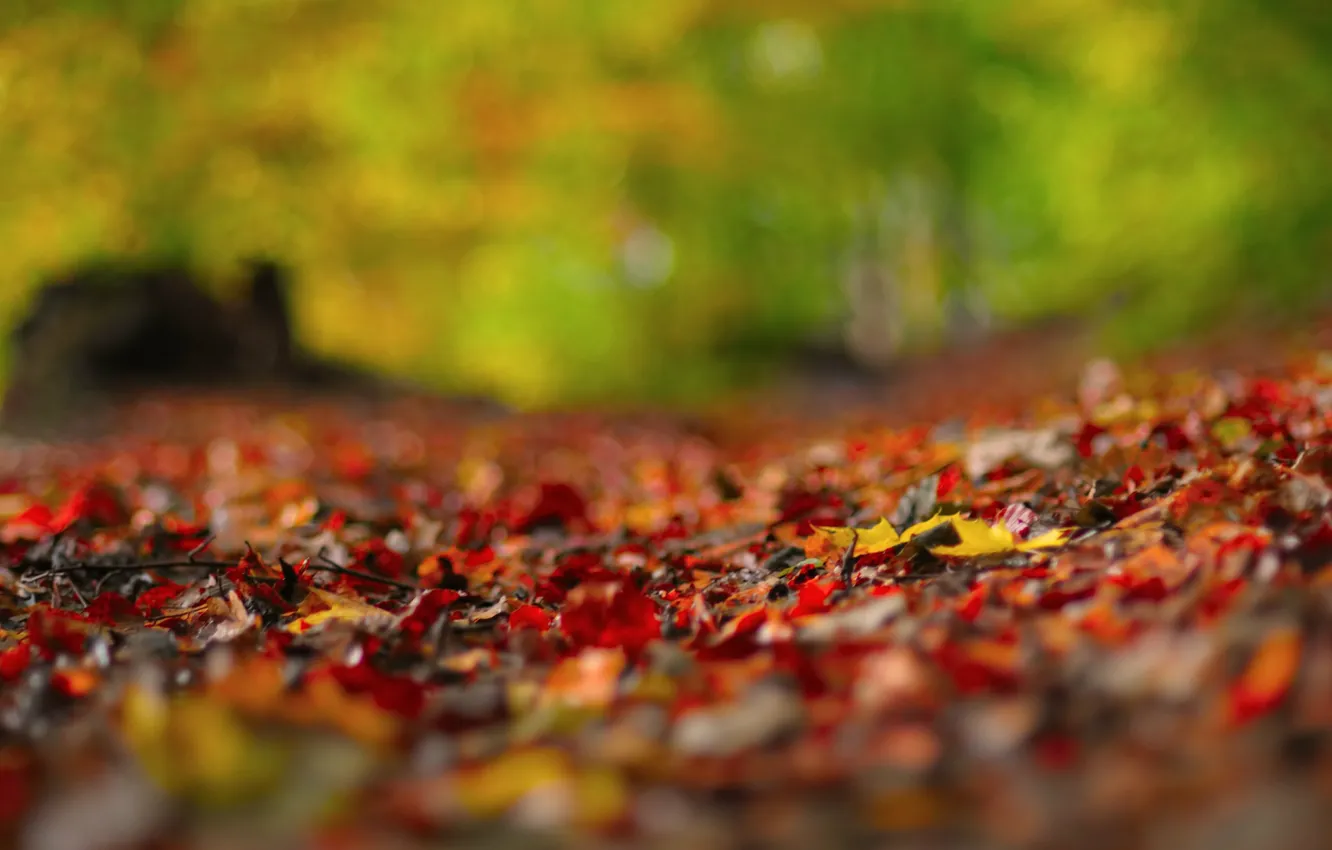 Photo wallpaper fallen leaves, on earth, blur bokeh