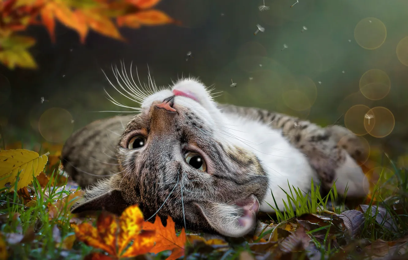 Photo wallpaper autumn, cat, grass, cat, look, face, grey, glade