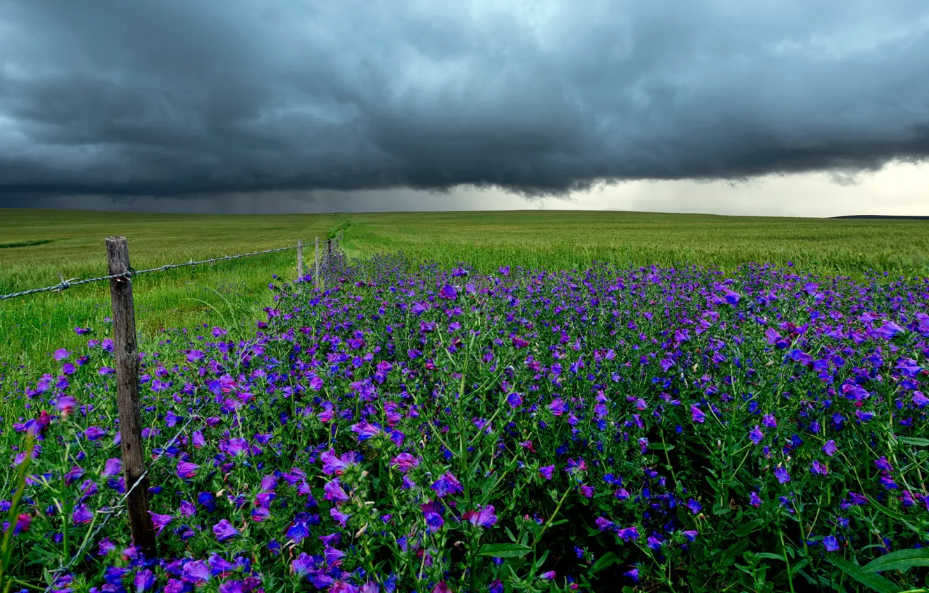 Photo wallpaper field, landscape, flowers, clouds, the fence