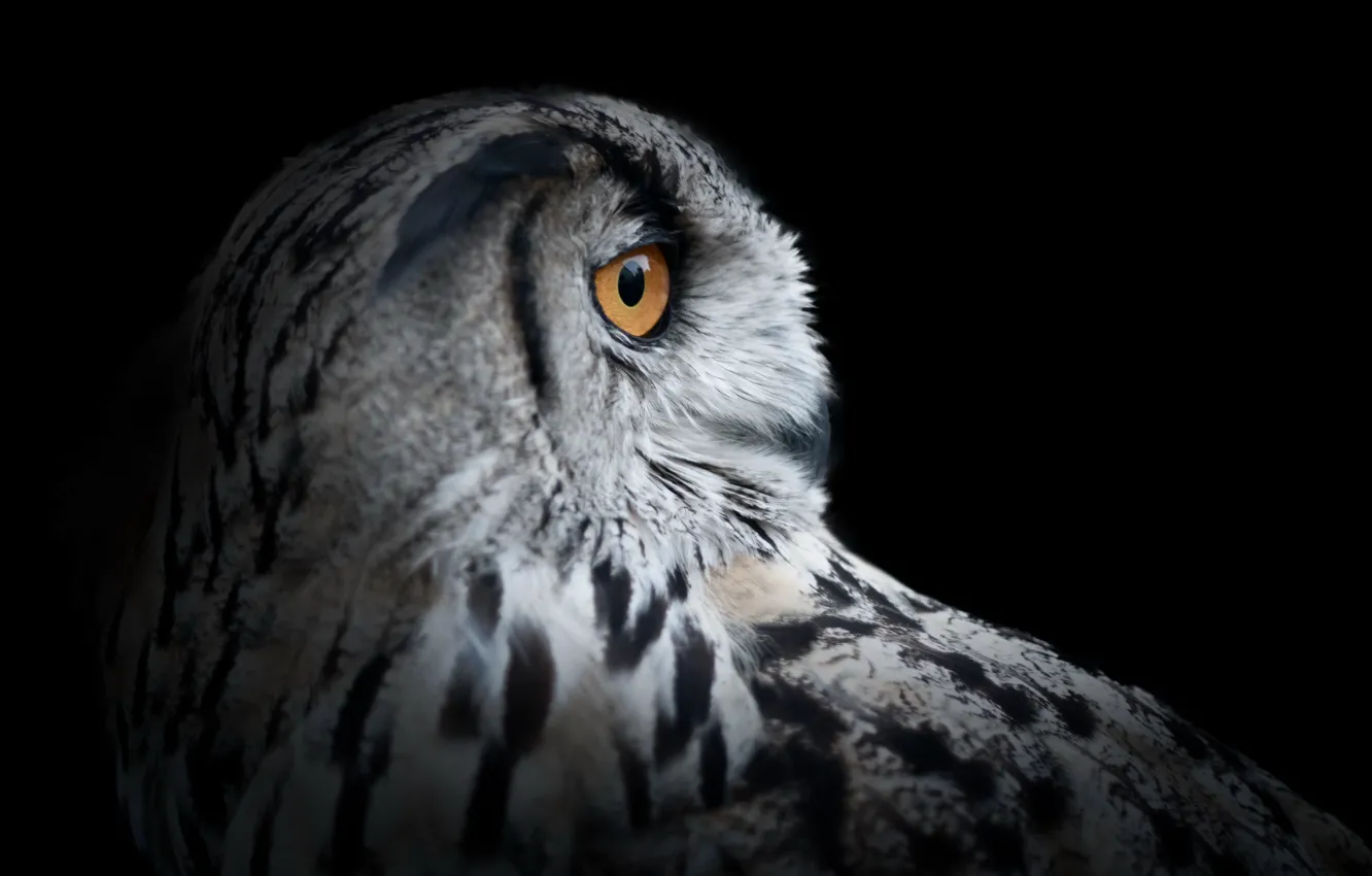 Photo wallpaper background, owl, bird
