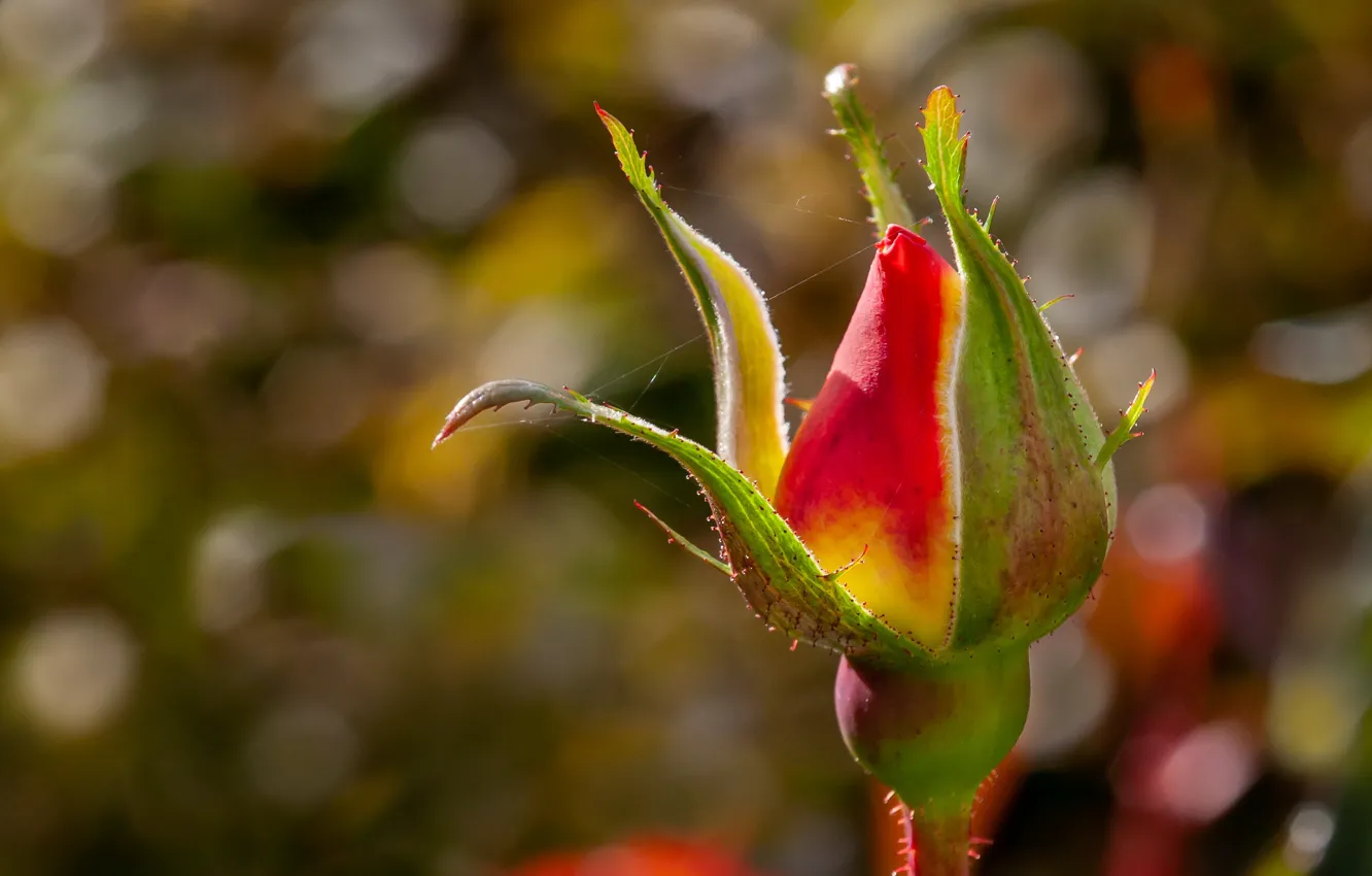 Photo wallpaper nature, roses, buds