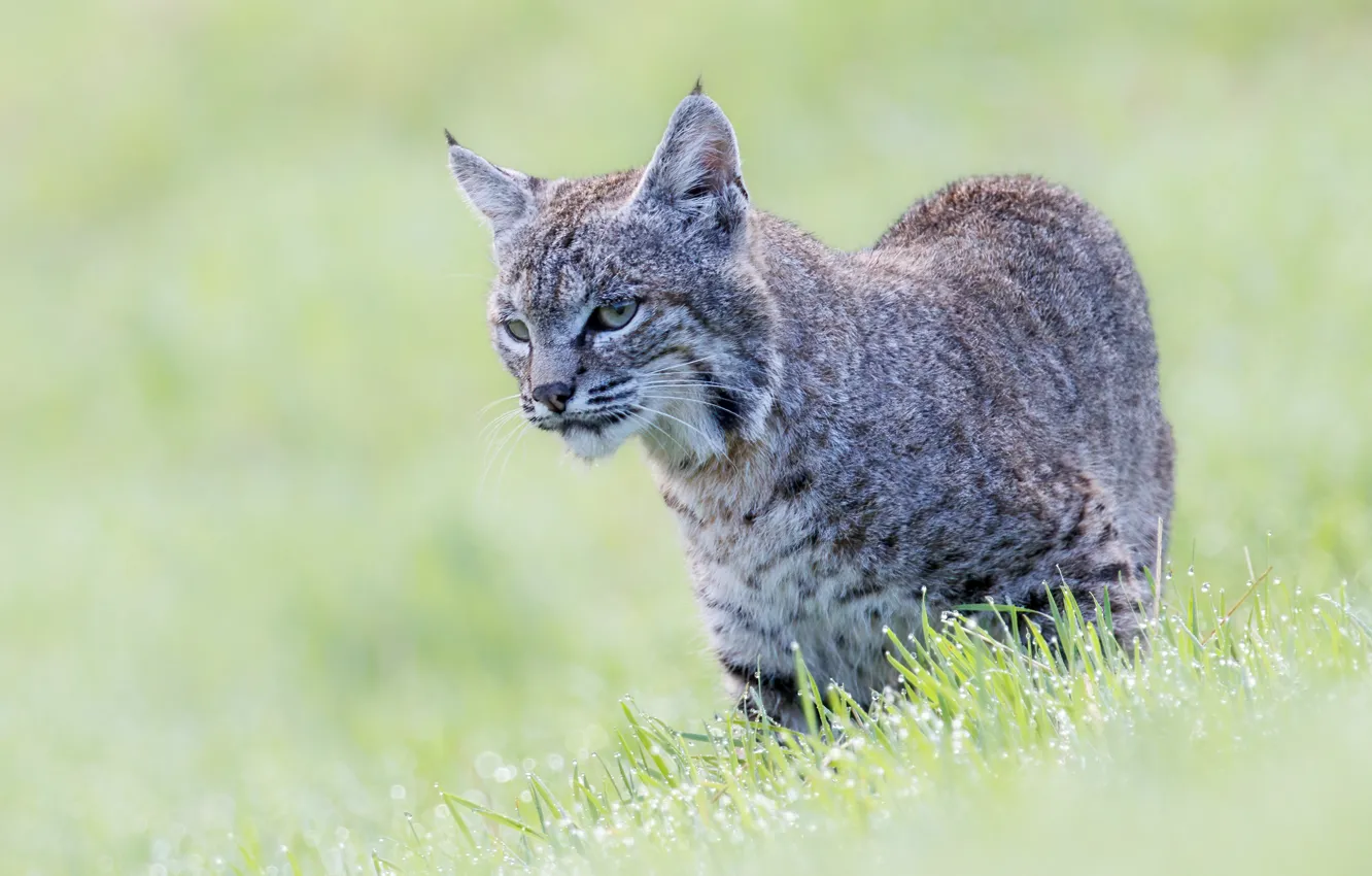 Photo wallpaper grass, look, background, lynx, wild cat