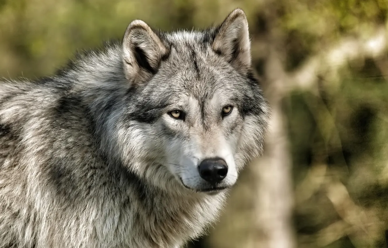 Photo wallpaper wolf, predator, grey wolf