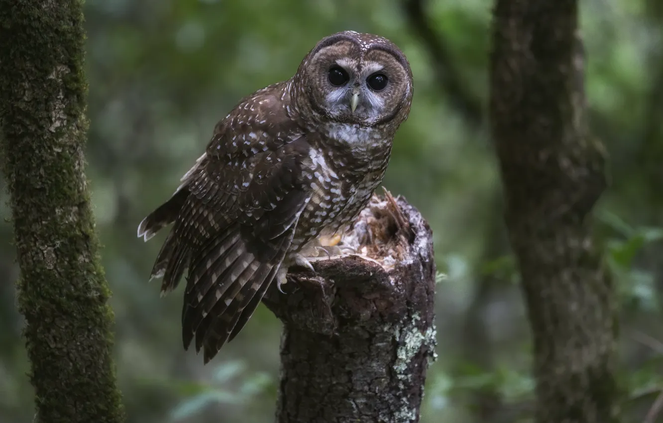 Photo wallpaper look, nature, owl, trees, stump, bird, owl