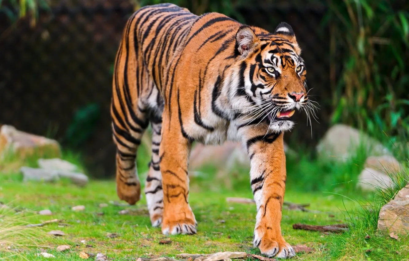 Photo wallpaper tiger, predator, walk, tabby cat, inspection