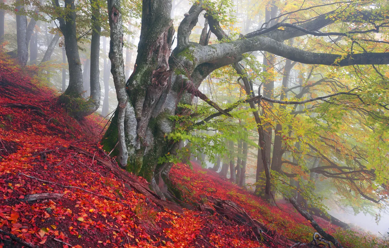 Photo wallpaper autumn, forest, leaves, trees, fog, mountain, slope, Ukraine