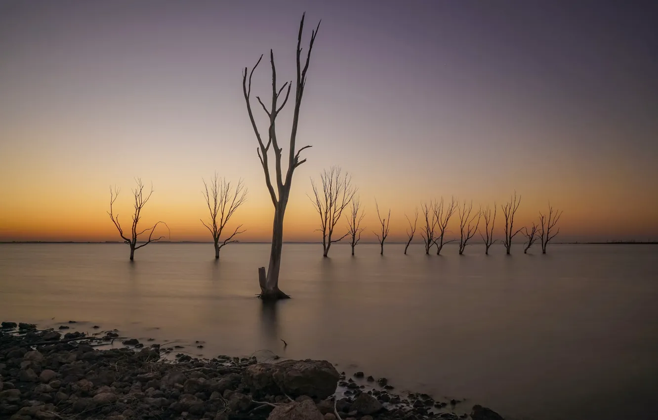 Photo wallpaper trees, shore, morning