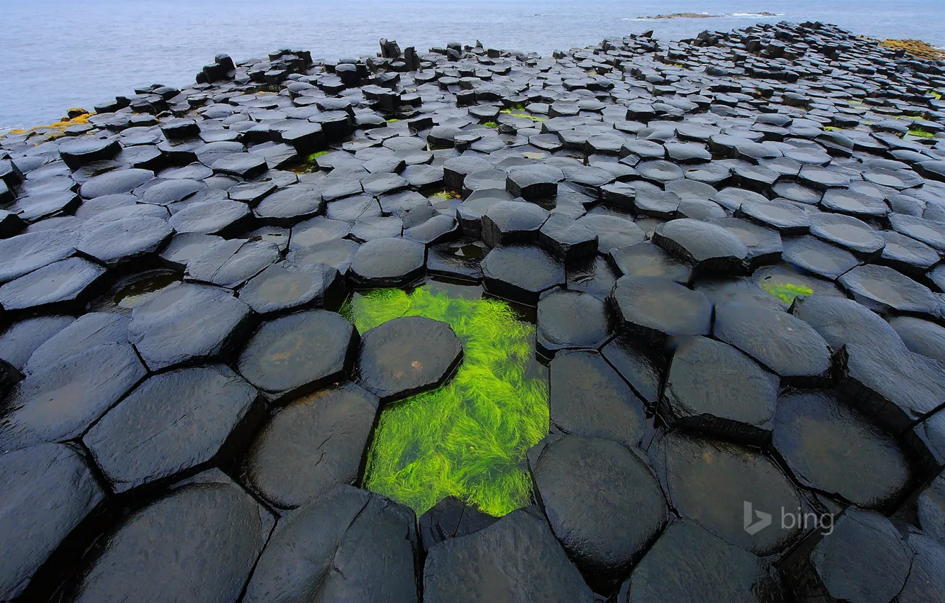Photo wallpaper sea, algae, dam, Northern Ireland, Antrim, Northern Ireland