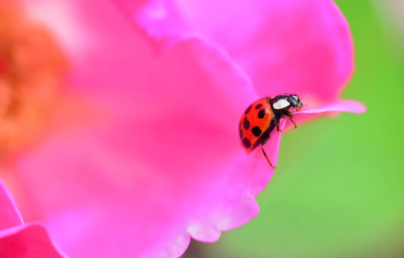Photo wallpaper flower, ladybug, beetle, petals, insect