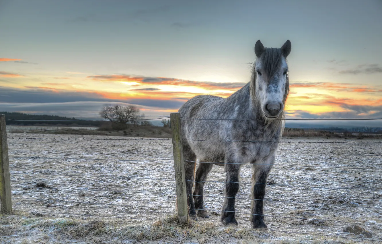 Photo wallpaper sunset, horse, the fence