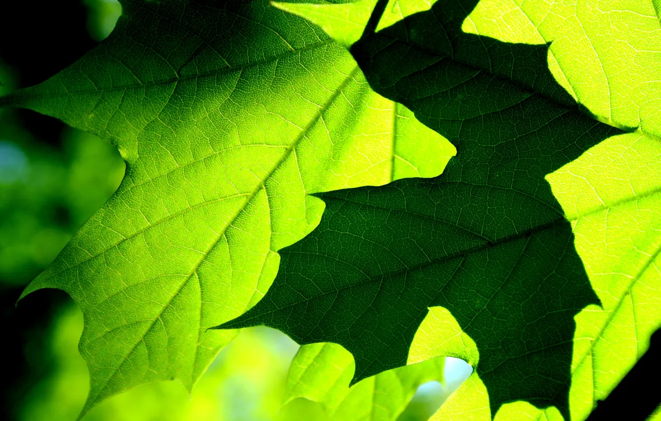 Photo wallpaper macro, maple, leaves, leaf