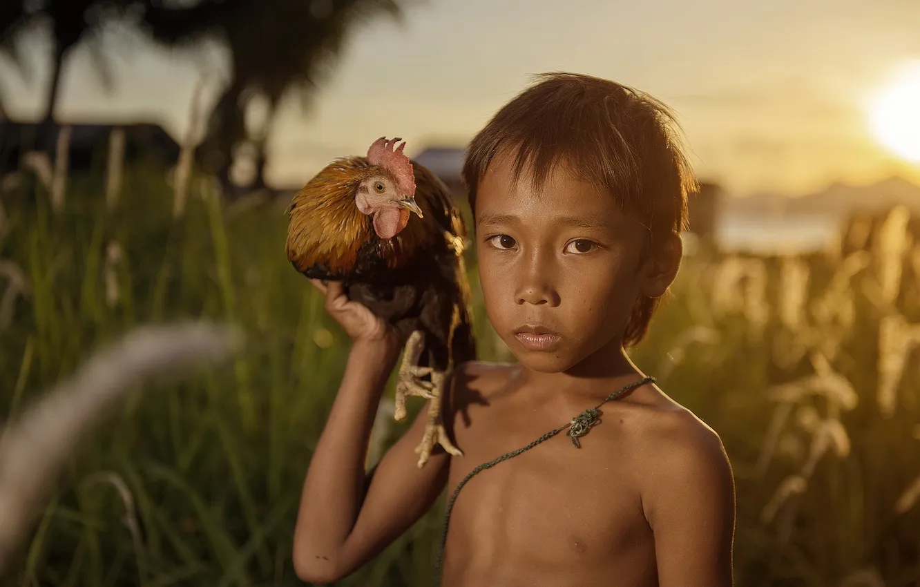 Photo wallpaper sunset, chicken, boy