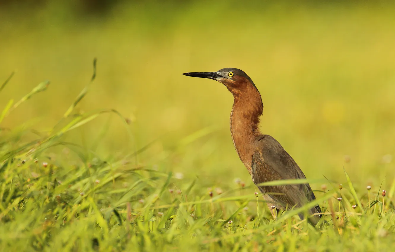 Photo wallpaper grass, background, bird