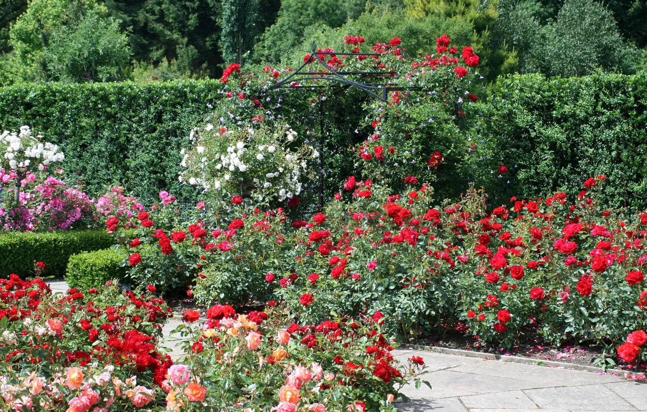 Photo wallpaper England, roses, garden, Devon, England, Gardens, Rosemoor