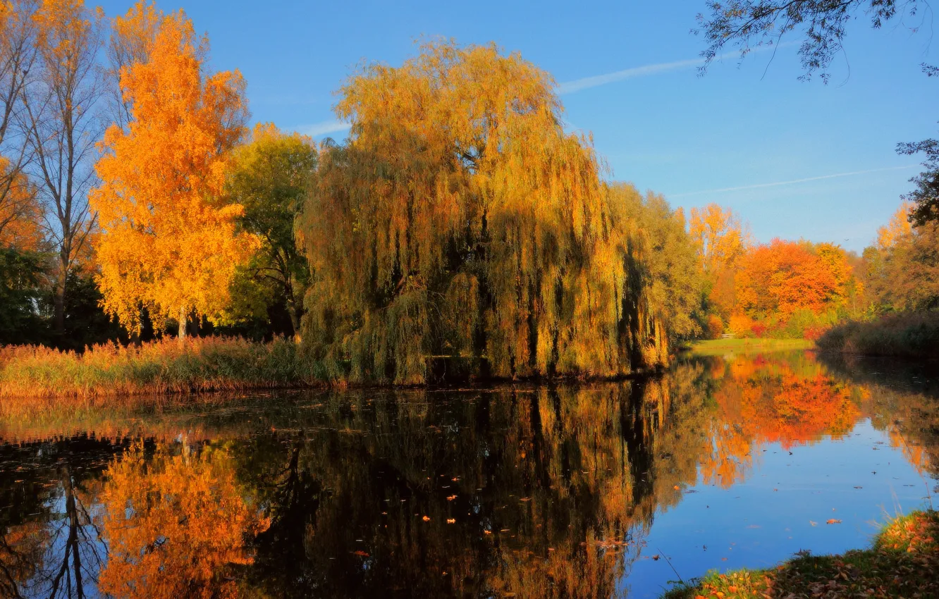 Photo wallpaper autumn, trees, pond, foliage, Netherlands, Holland, the colors of autumn, Dordrecht