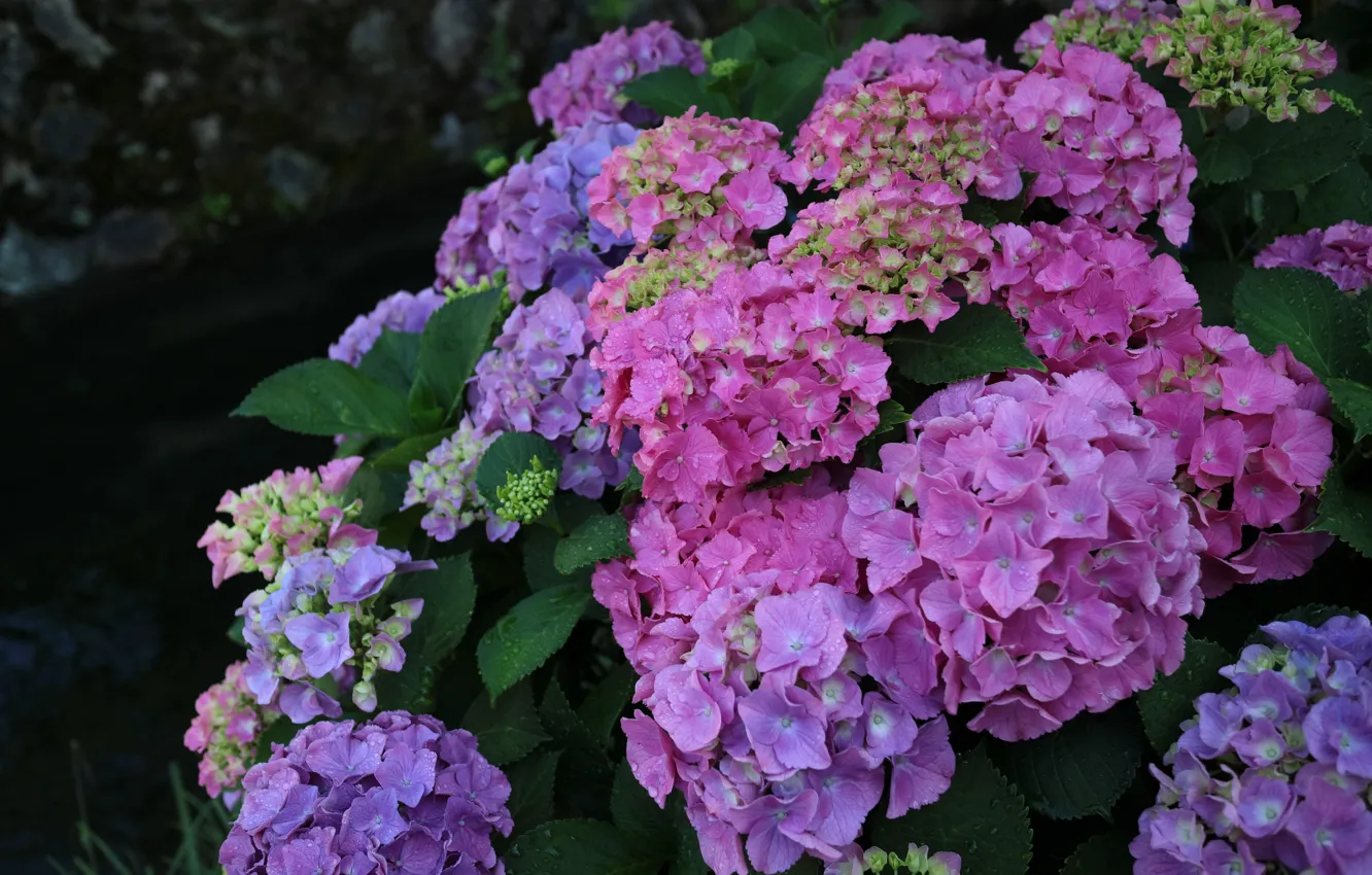 Photo wallpaper flowers, hydrangea, inflorescence