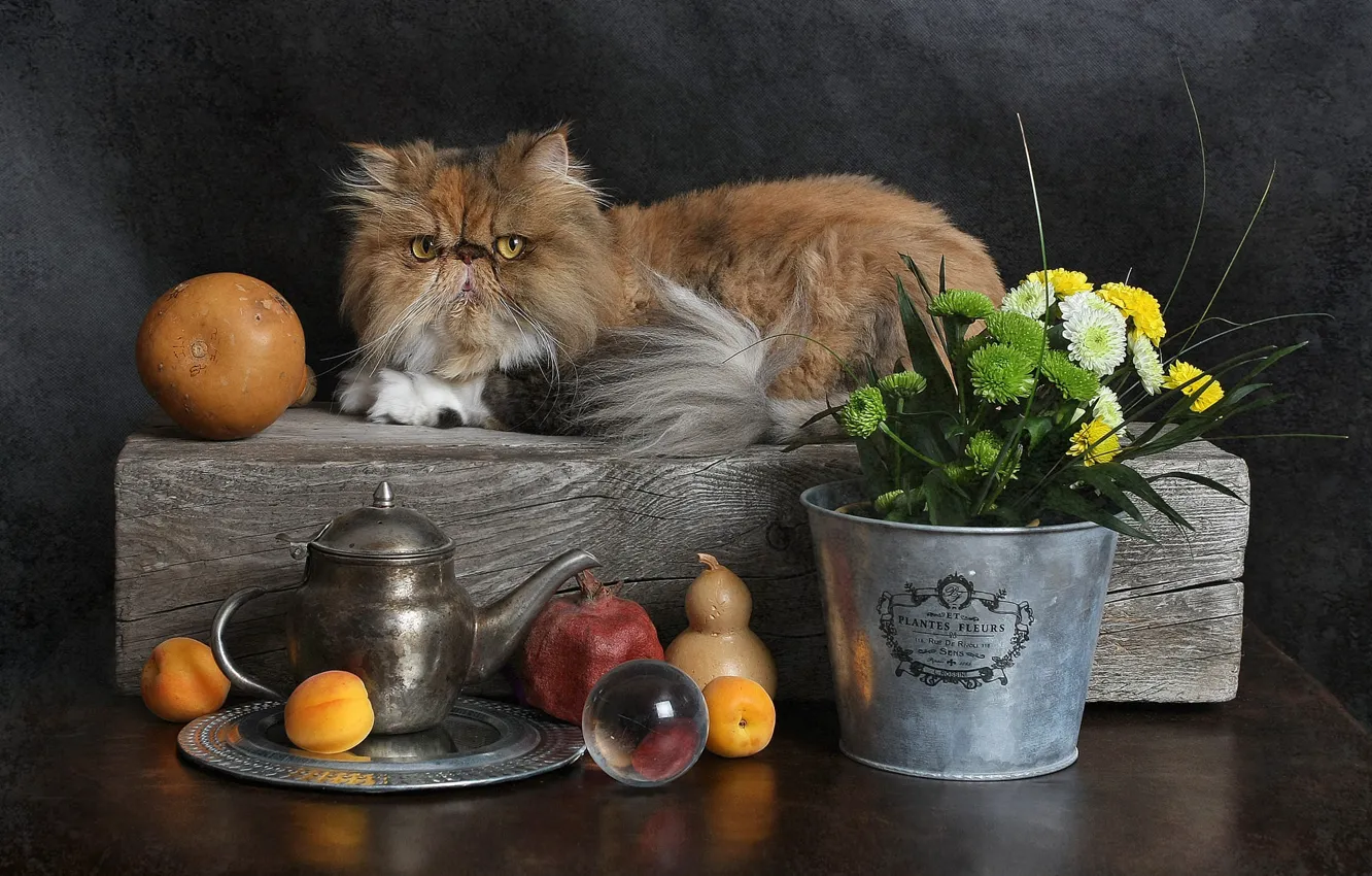 Photo wallpaper cat, cat, look, flowers, kettle, red, bucket, lies