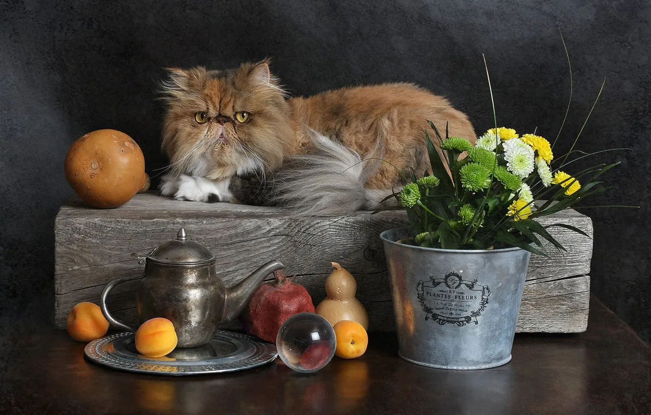 Photo wallpaper cat, cat, look, flowers, kettle, bucket, lies, red