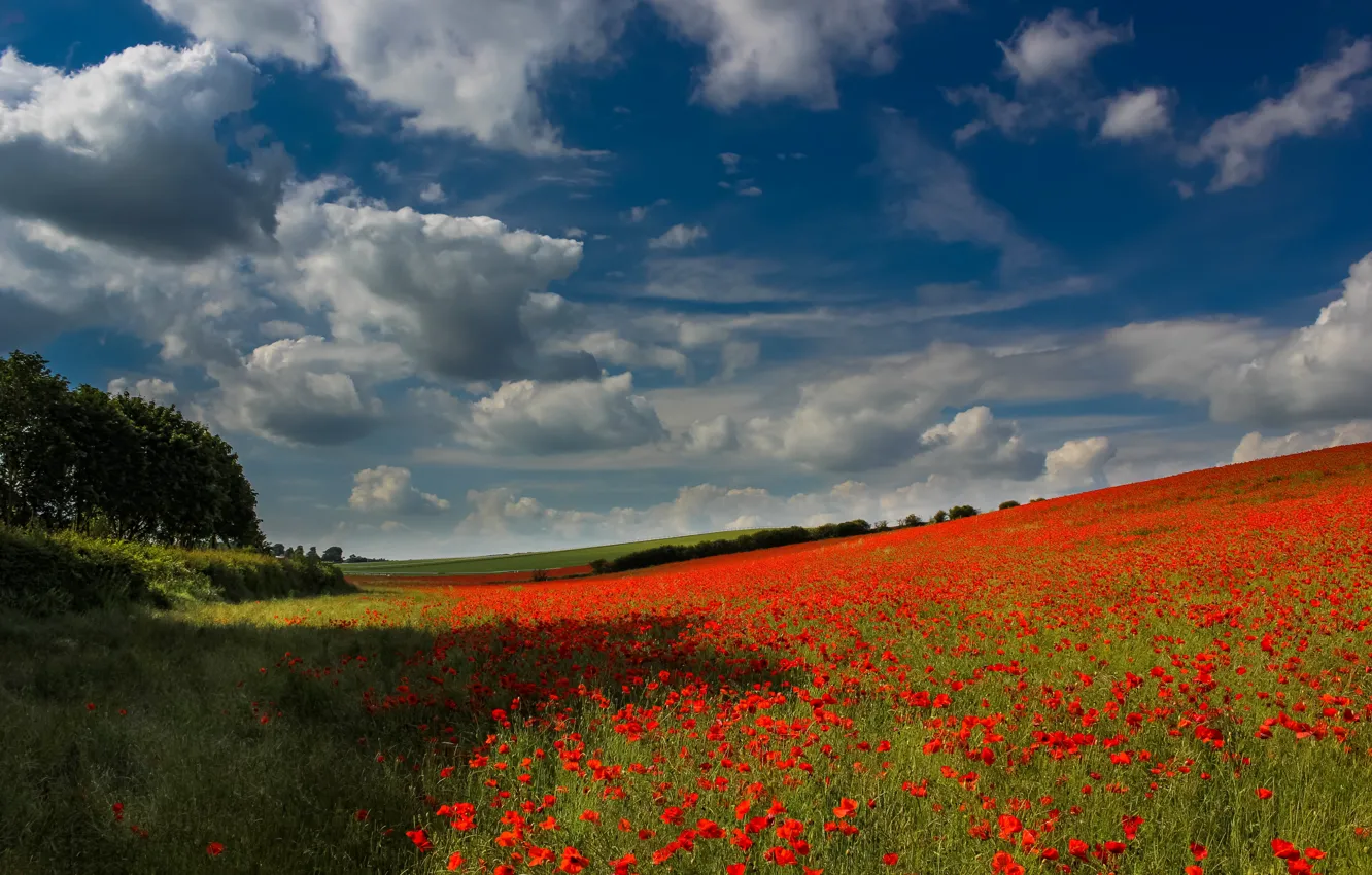 Photo wallpaper field, summer, the sky, clouds, light, trees, flowers, red