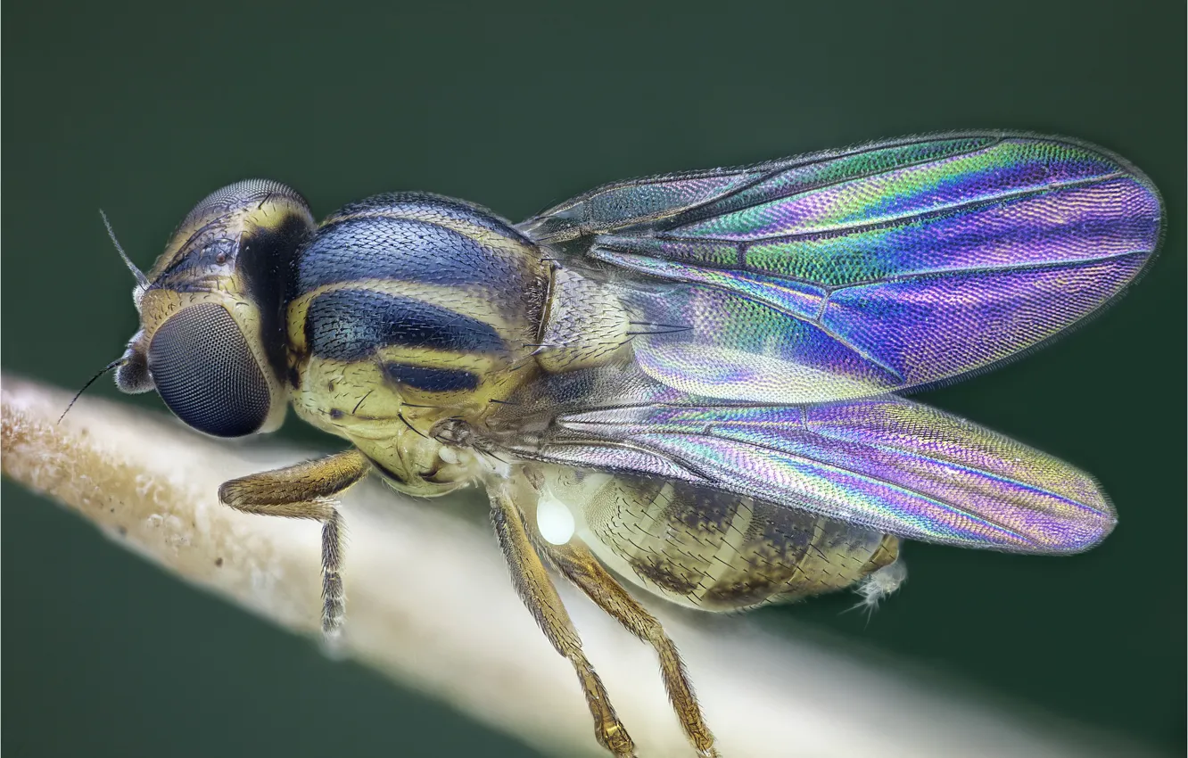Photo wallpaper macro, fly, background, wings