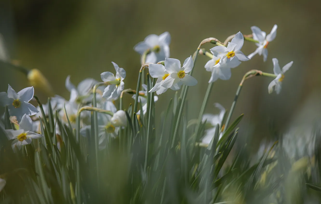 Photo wallpaper flowers, spring, white, daffodils